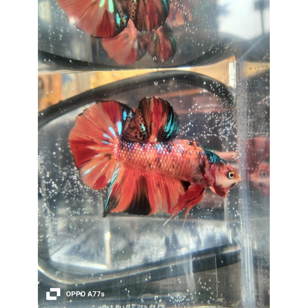 ikan cupang giant hmpk BO 5,2 multicolour metalik sesuai foto/vidio real pict