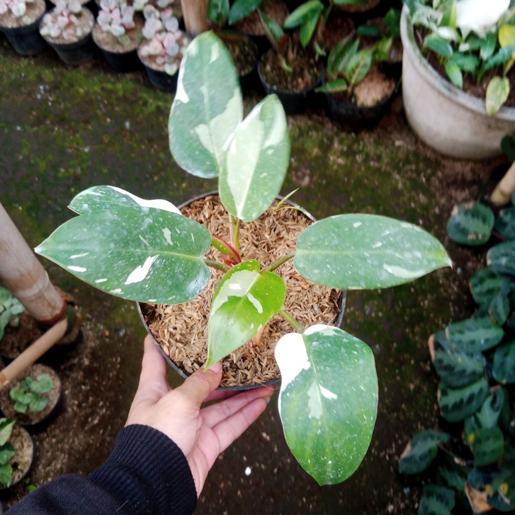 philodendron white princess