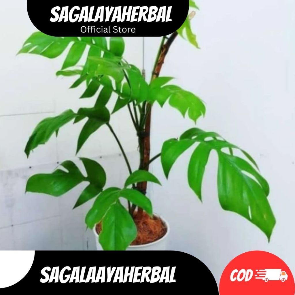 TANAMAN HIAS EKOR NAGA MOSTERA BONGGOL MOSTERA JUMBO SIAP TANAMAN RAMBAT