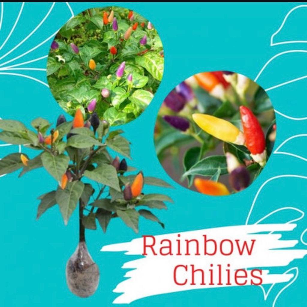 Bibit Tanaman Cabe Pelangi (Capsicum annuum ) - Cabe Pelangi - Cabe Pelangi Berbuah - Bibit Cabe Pel