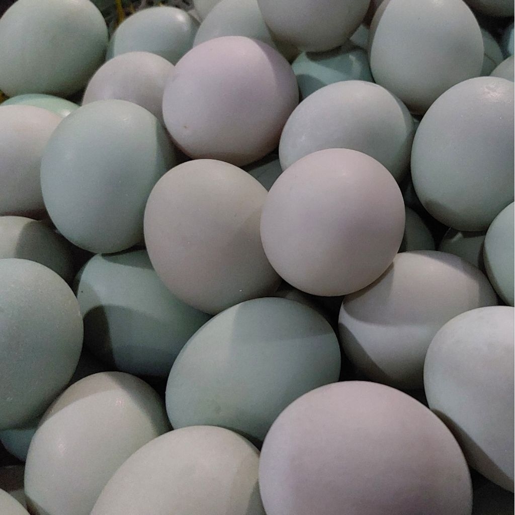 

Telur Asin Bebek Premium Masir Grosir