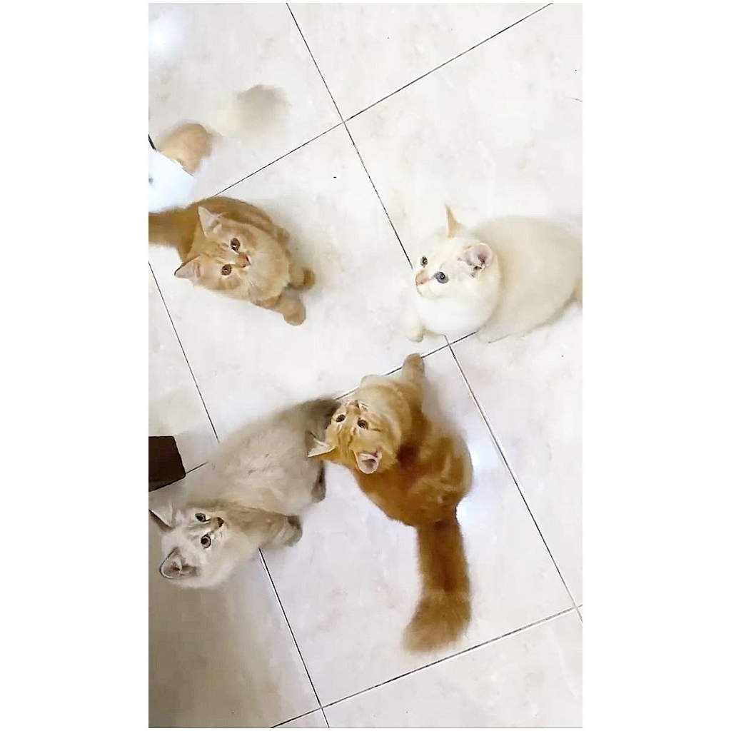 Jual Kucing Murah | Jual Anak Kucing | Kitten Anggora Persia Himalaya Murah | Kucing Murah | Kitten 