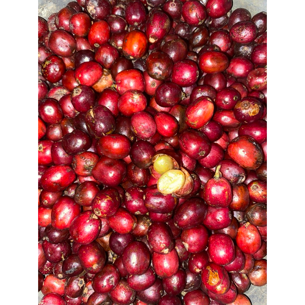 

GREEN BEAN NATURAL HONEY KOPI MENTAH ROBUSTA GRADE 1