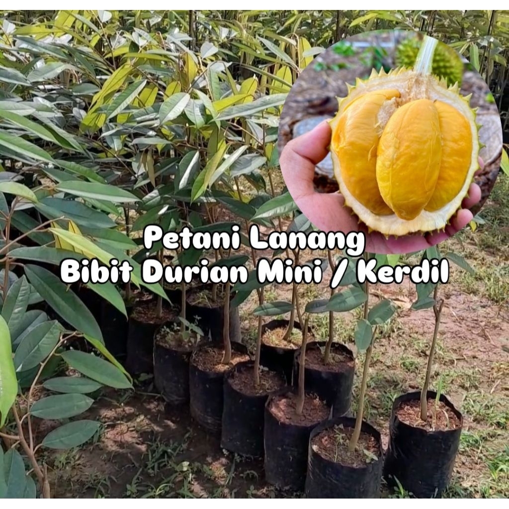 Bibit Durian Mini / Kerdil Tanaman Asli Cepat Berbuah