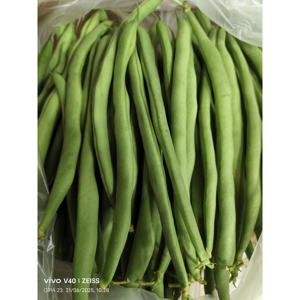 

Buncis segar Fresh