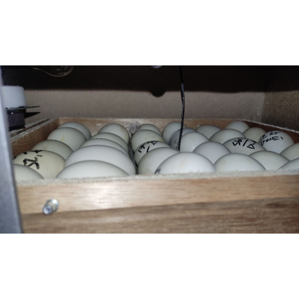 

TELUR MENTOK JUMBO bisa dikonsumsi dan di tetaskan / fertil