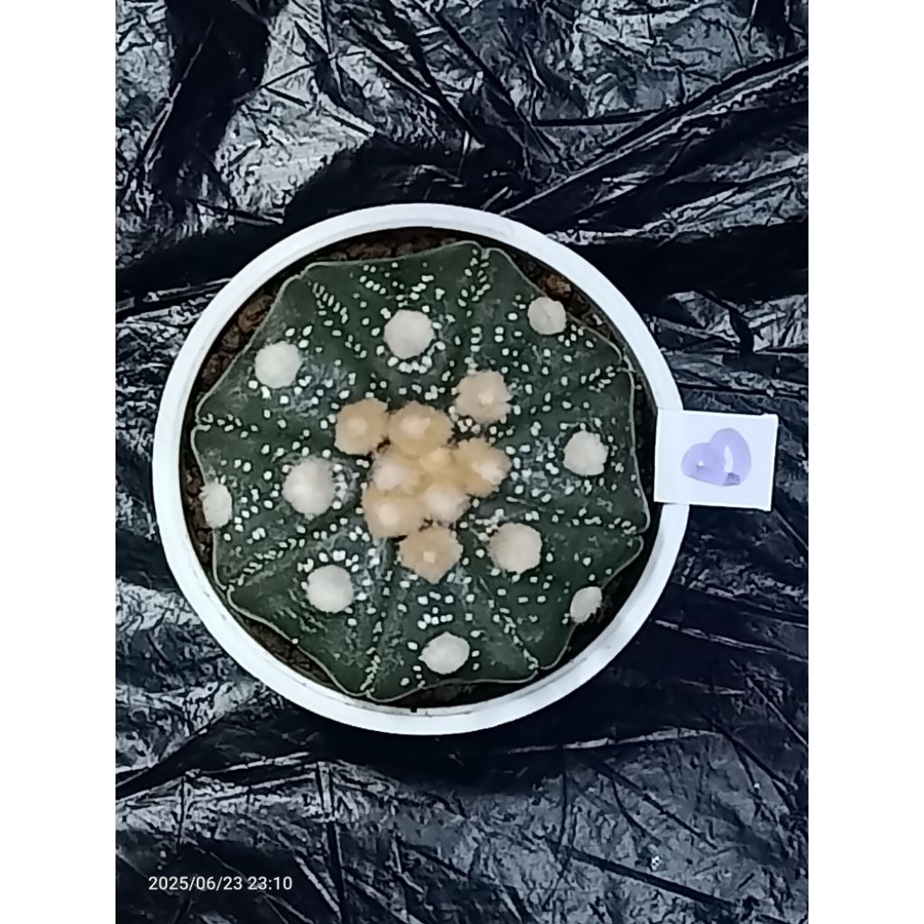 Astrophytum asterias kabuto star shape