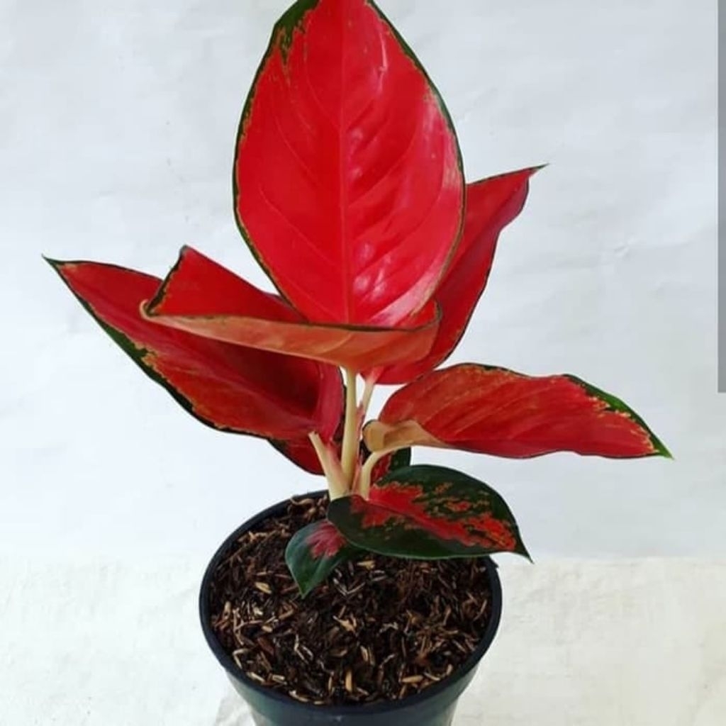 Aglonema suksom jaipong anakan