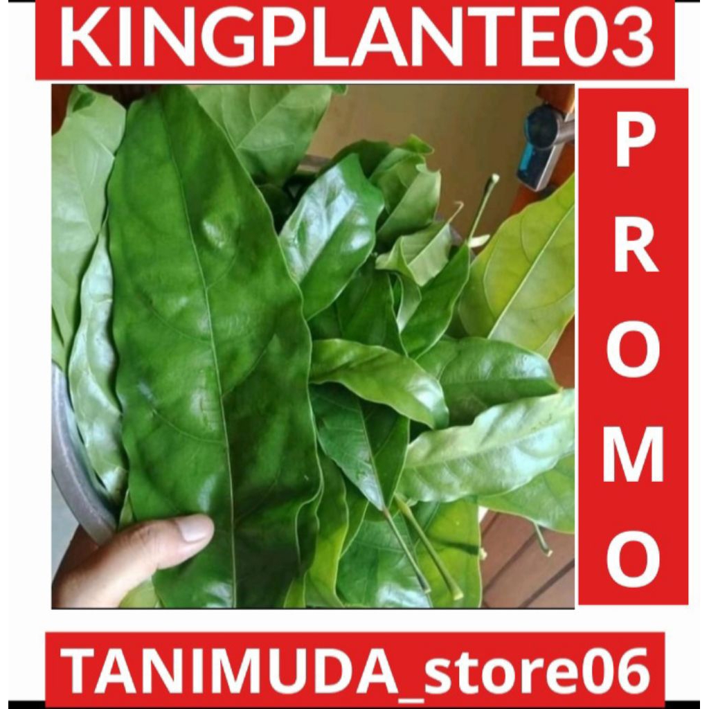 

DAUN HANTAP FRESH OBAT BATU GINJAL DI AMBIL DADAKAN