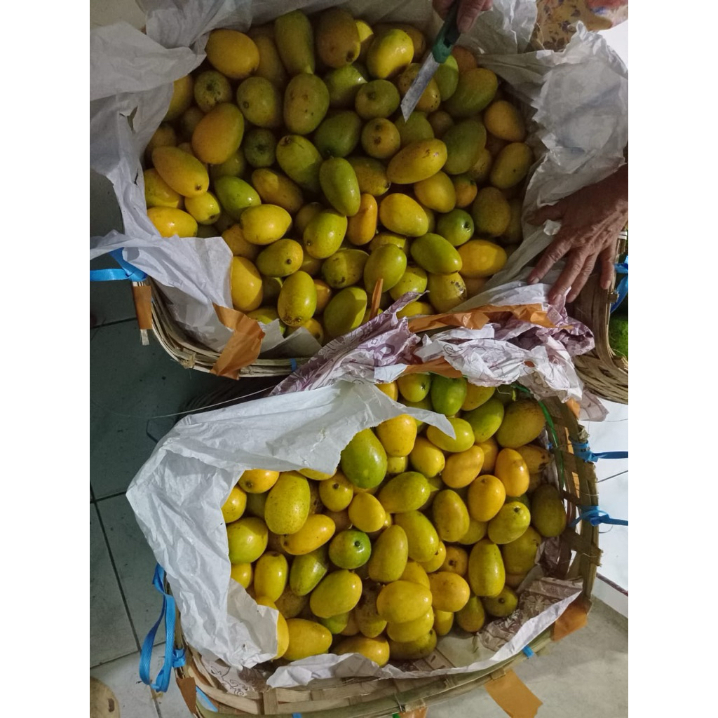 

Mangga Udang Toba Manis