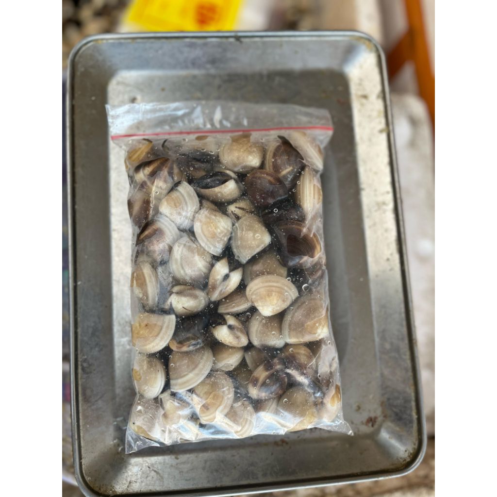 

kerang tahu