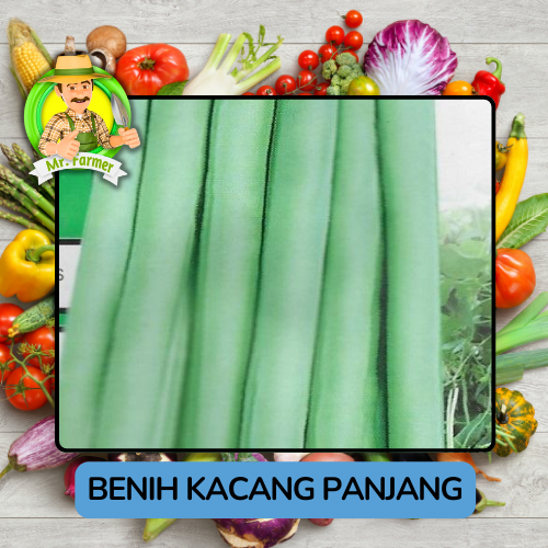 Jenis Bibit Kacang Panjang Bibit Kacang Panjang