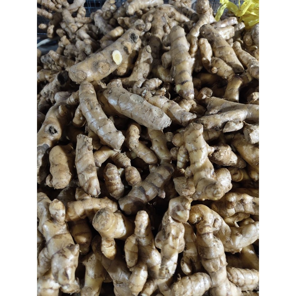 

KUNYIT PUTIH BIASA 250g