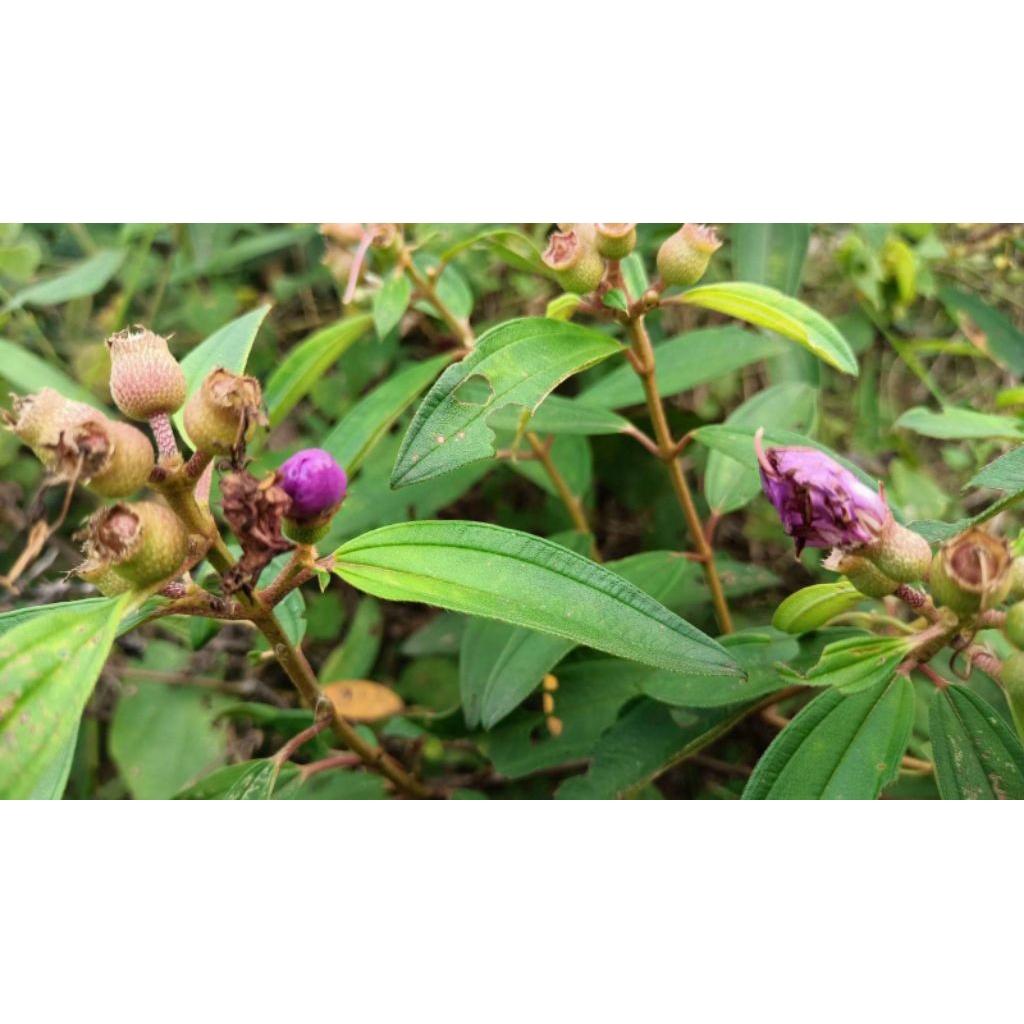 

DAUN SENDUDUK SENGGANI FRESH BARU PETIK