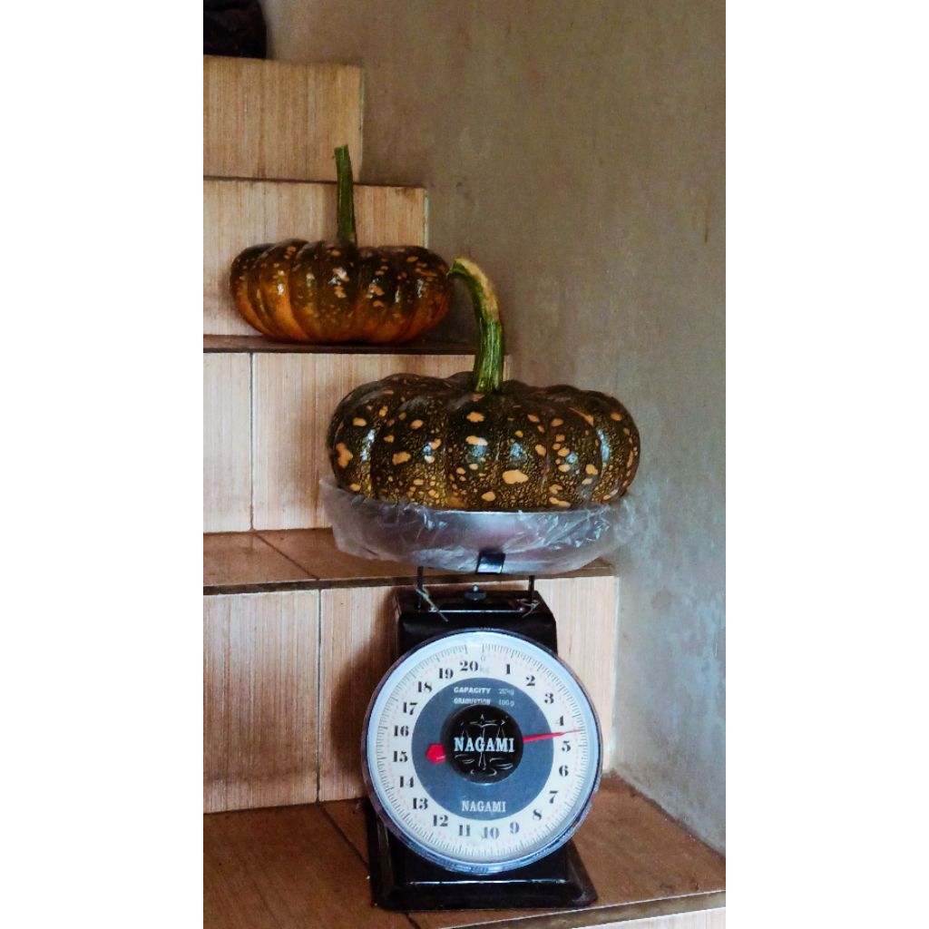 

Labu kuning HybridSuprema Poulen