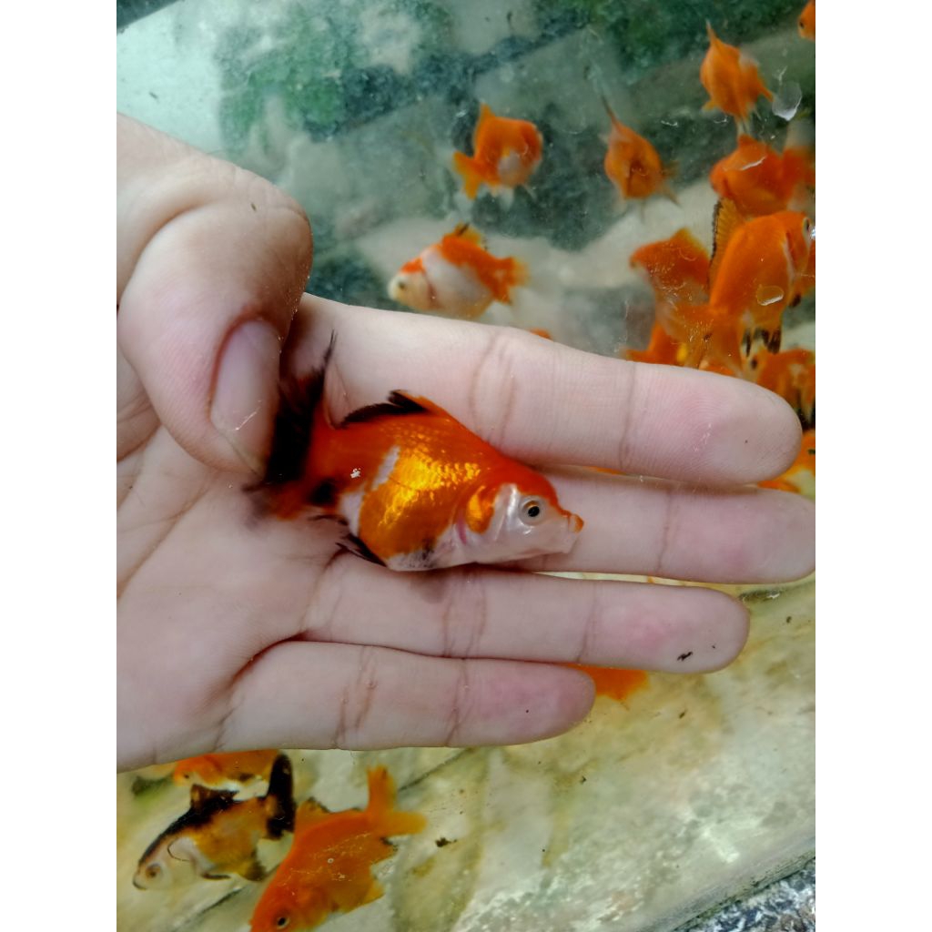 ikan koki  ( Rw )merah putih
