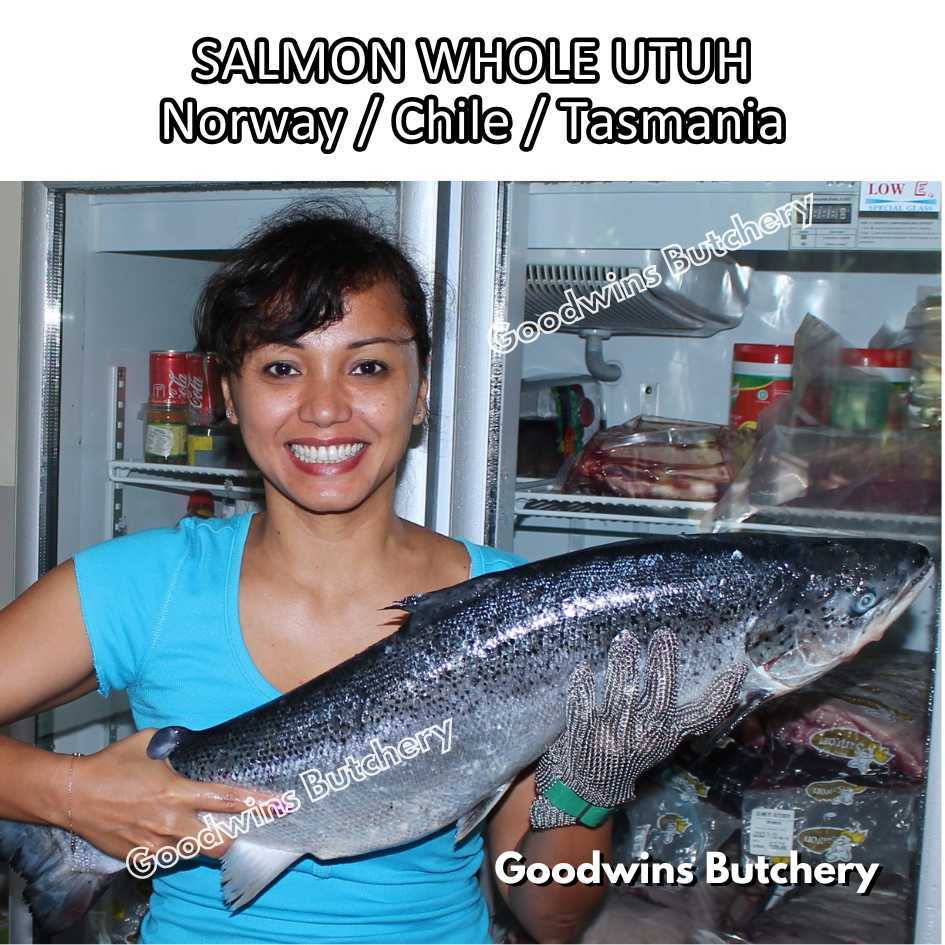 

SALMON WHOLE UTUH imported Norway Chile Tasmania frozen 5-6kg