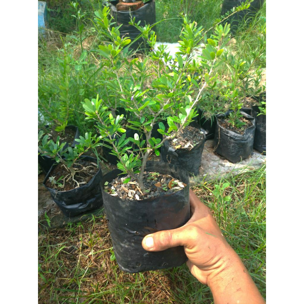 Bahan Bonsai Tanaman Saeng simbur Vietnam Bunga Ungu