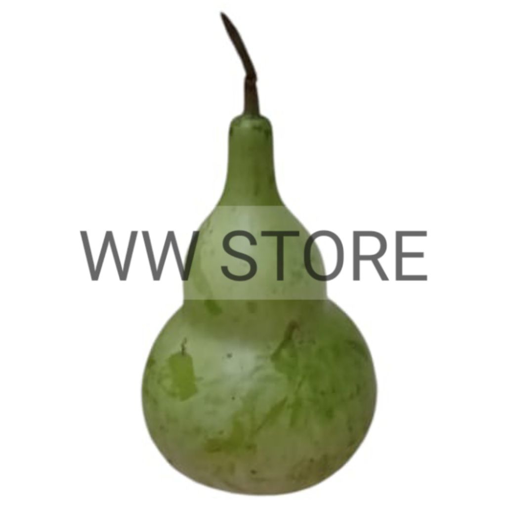 

Buah labu gendong holo ho lo basah segar pilihan fresh Chinese gourd