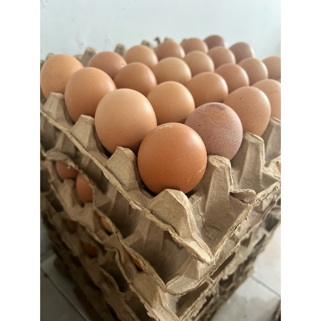 

Telur Ayam Sedang GRADE A (66-70gr) 30 butir