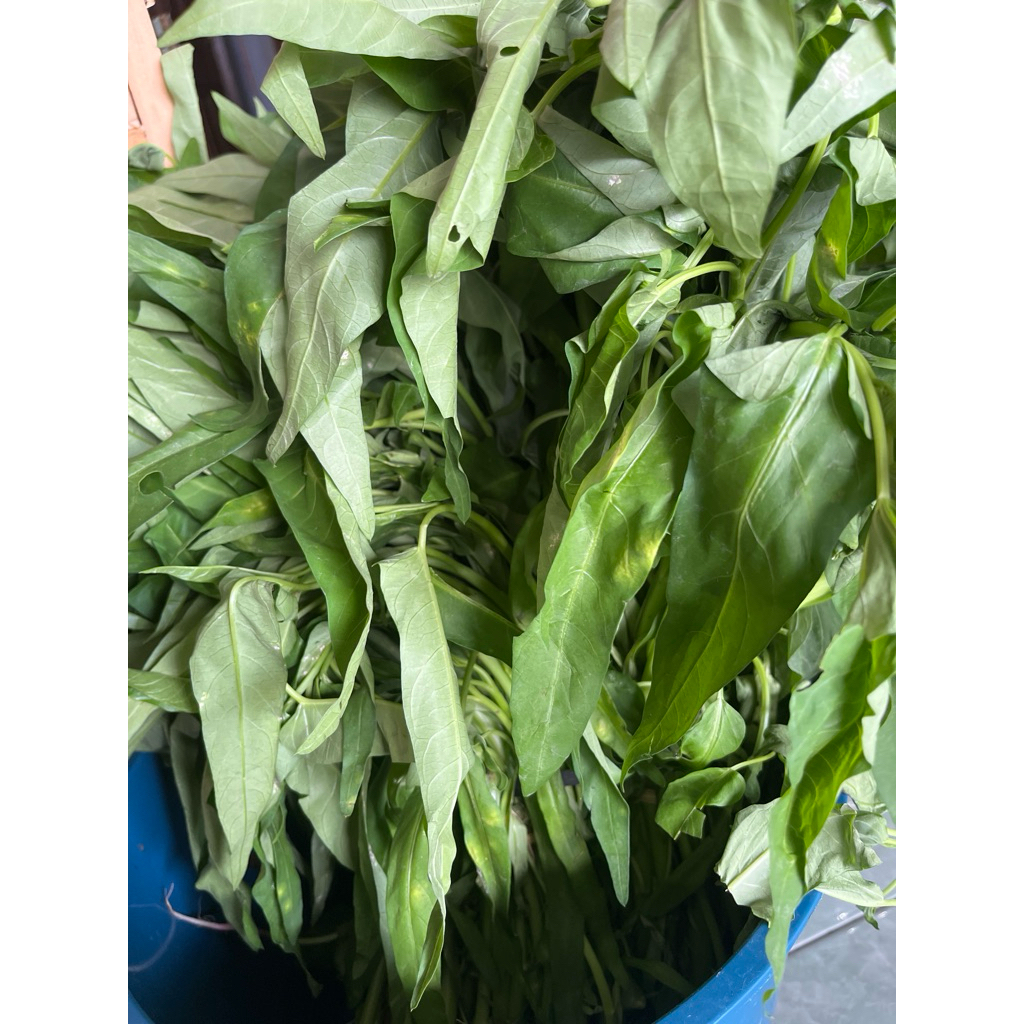 

kangkung segar