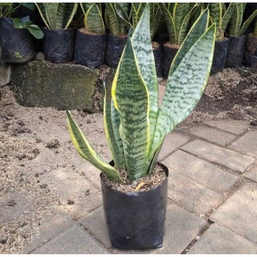 tanama hias sansiviera lidah mertua - sansivera super ball pendek