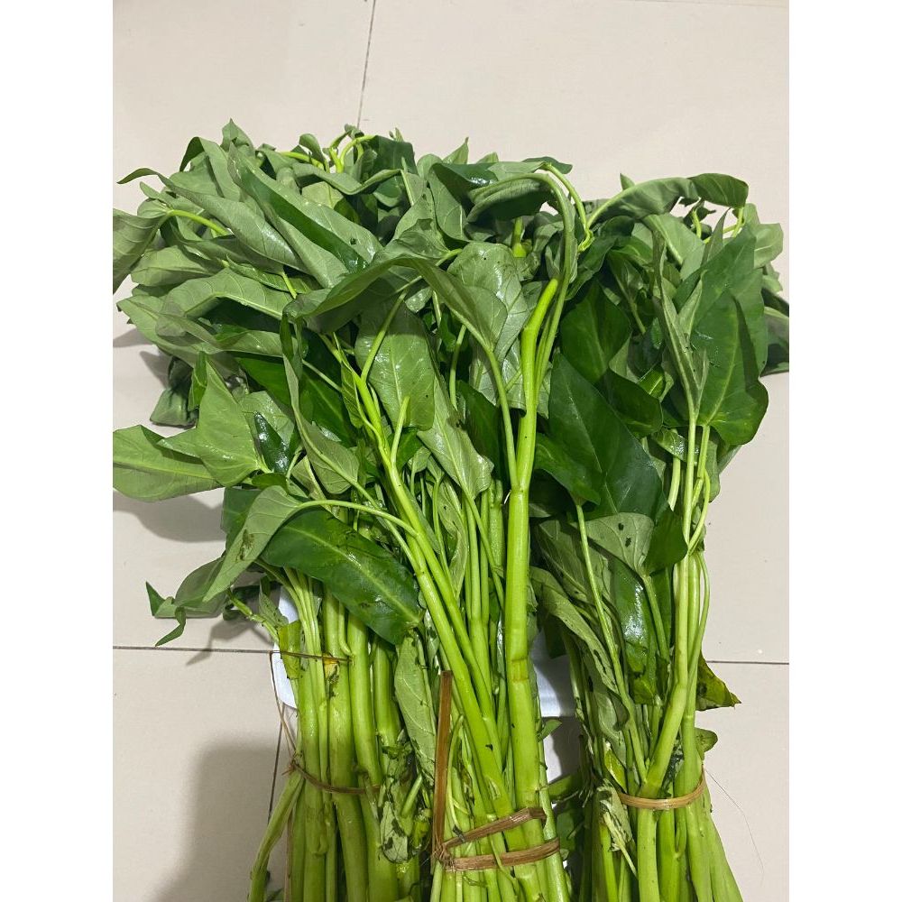 

Kangkung Segar 3 Ikat Besar – Sayuran Hijau Organik Fresh Harian