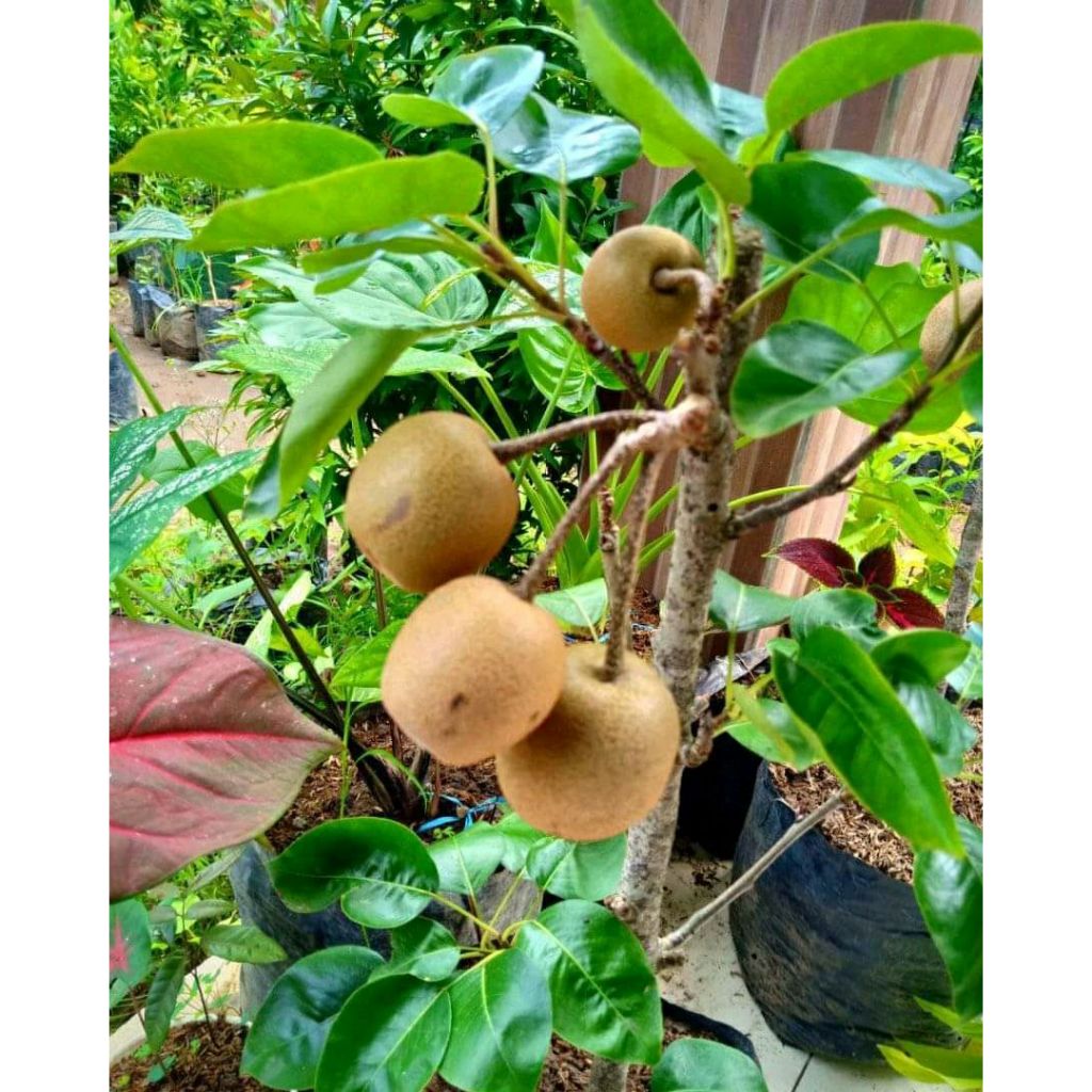 Louay_Idstore Bibit Tanaman Buah Pir Madu/Pir Super Unggul/Pir Asia Superr