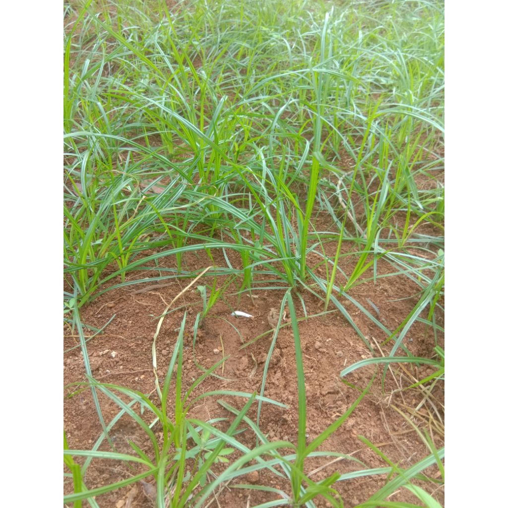 

RUMPUT TEKI SEGAR 500 GRAM DENGAN AKARNYA
