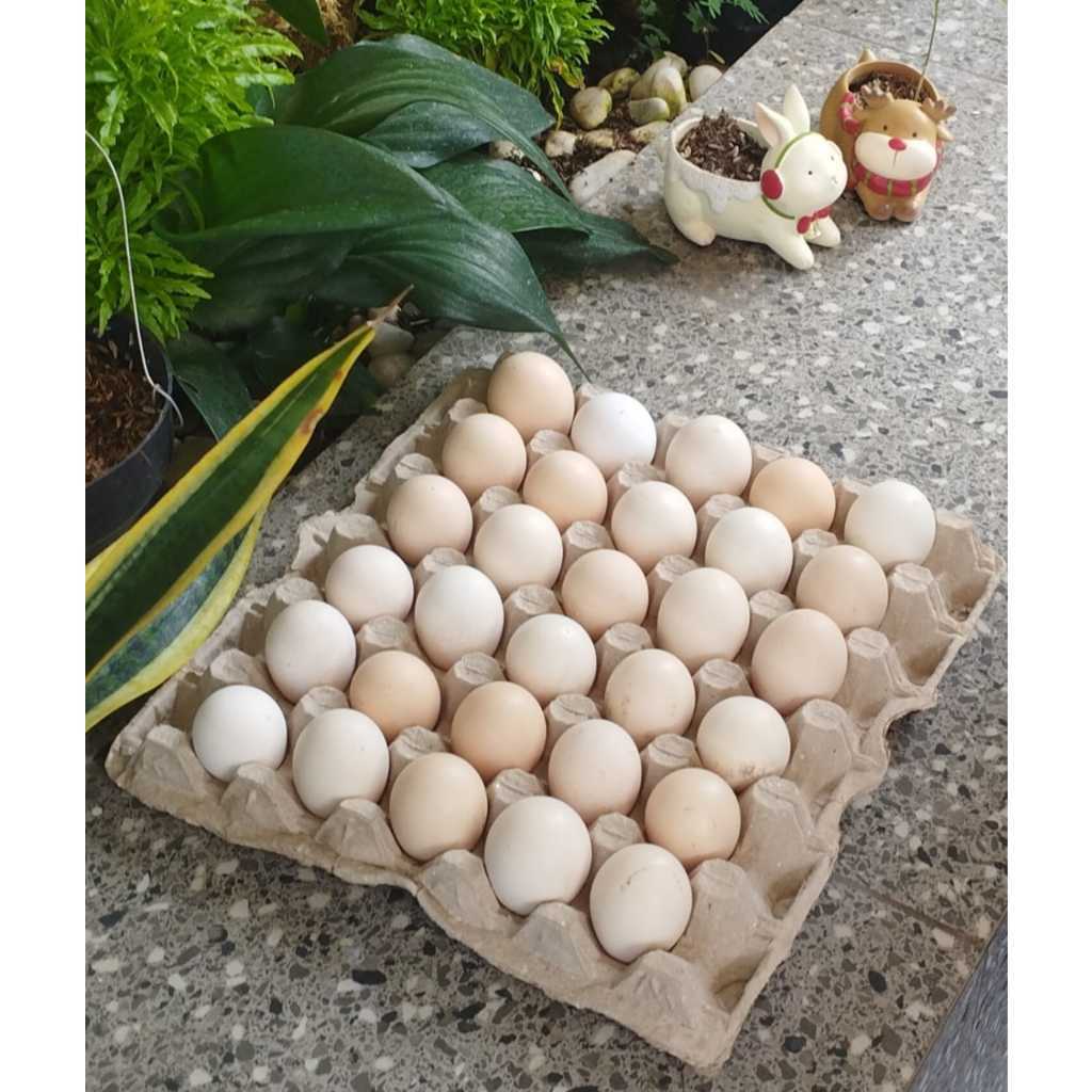 

Telur Ayam Kampung Omega