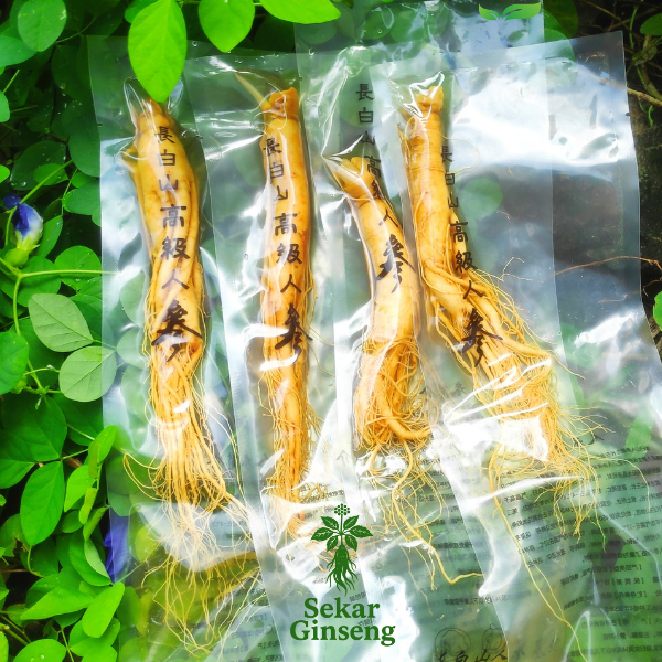 

Ginseng Segar ukuran (100gram) Asli Gunung Changbai China Kemasan Vakum / Herbal Ginseng / Ginseng Fresh / Ginseng China Original / Ginseng Vakum Pack / Herbal China / Ginseng Herbal Premium