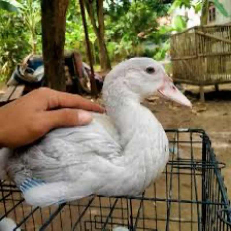 

TELUR MENTOK HIAS LAVENDER POSTUR BESAR UNTUK DITETASKAN