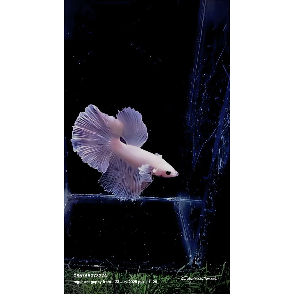 peralatan aquarium. hm dumbo ear solft gold.