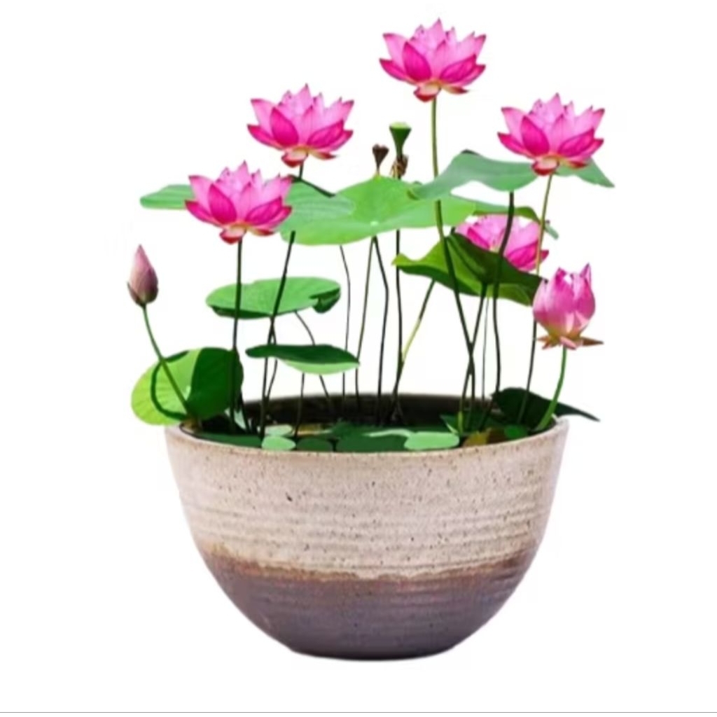 100 butir benih bunga teratai lotus teratai