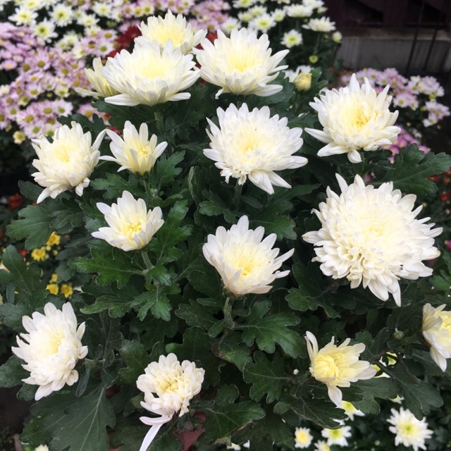 5-Biji benih Bunga Chrysan krisan Putih