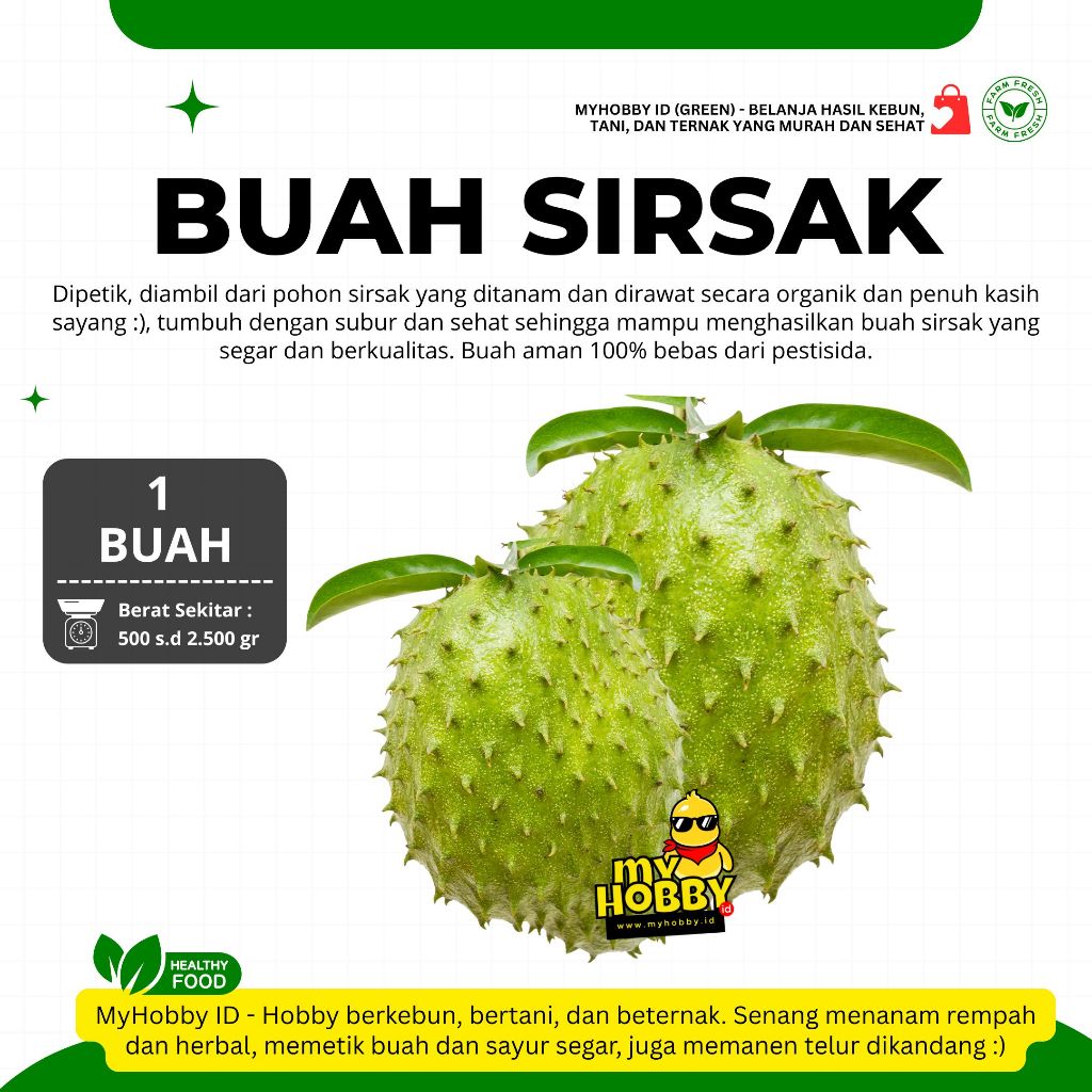 

Fresh! Buah Sirsak Segar Organik Termurah Berkualitas. Soursop Fruit Sirsat Nangka Welanda Mandalika