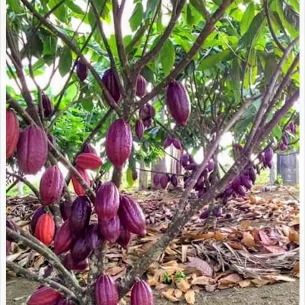 

biji kakao biji coklat isi 20 biji termurah