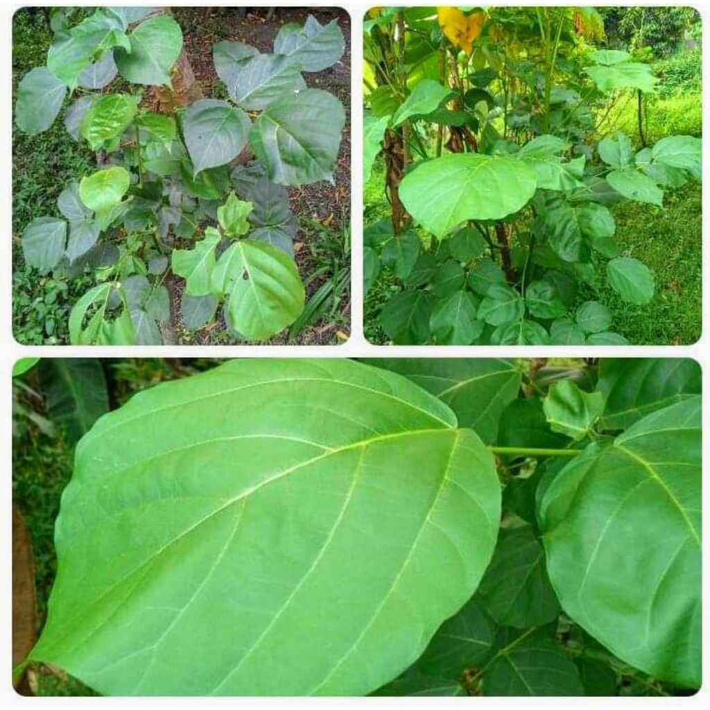 

daun Dadap serep herbal 50 lembar