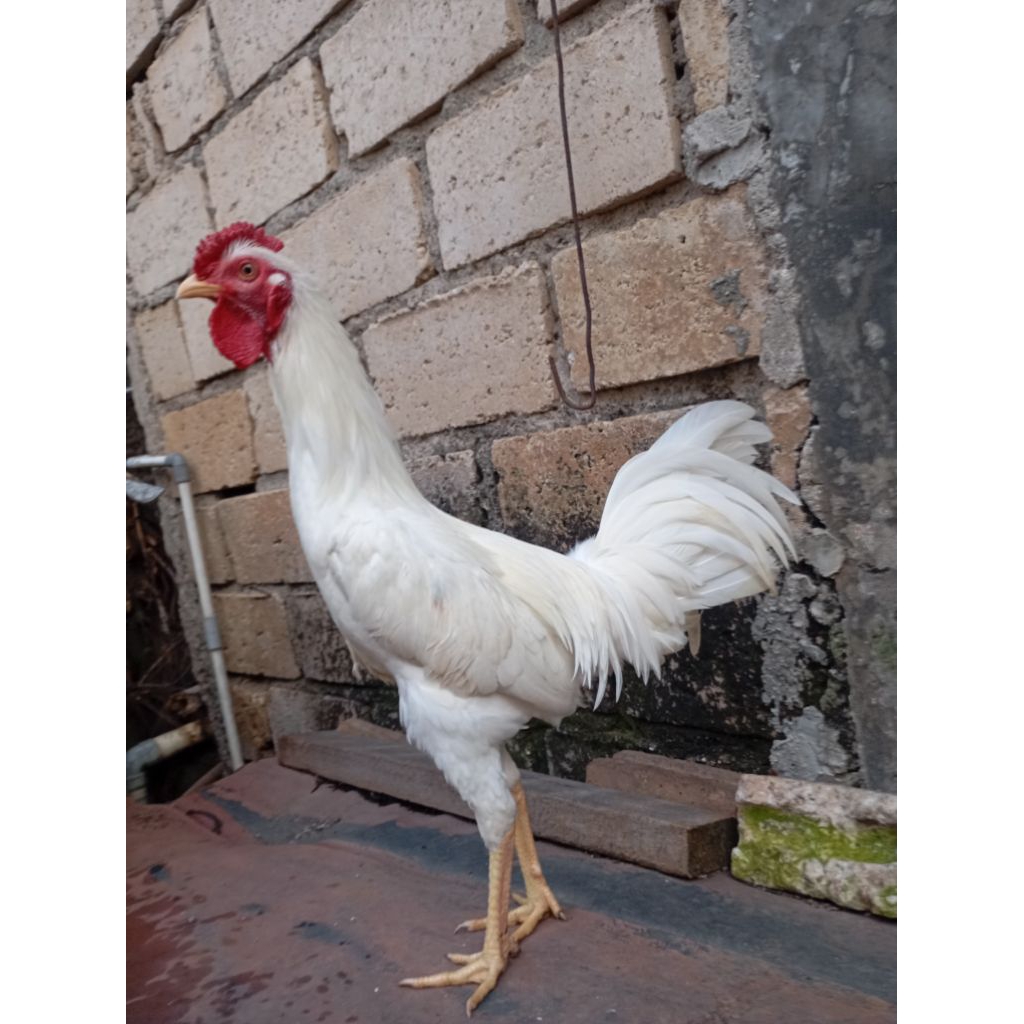 Ayam kampung putih jantan jago muda jengger kembang atau sanggar delima di Jakarta