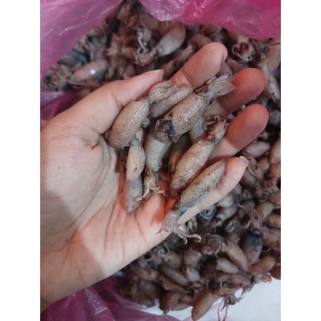 

BABY CUMI 3-7 CM 250 GRAM/BABY CUMI MURAH