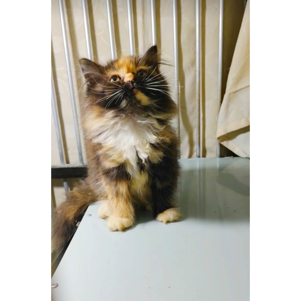 kucing Norwegian longhair