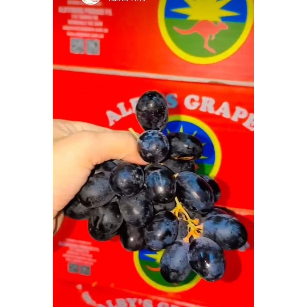 

Anggur Royal Autum Seedless