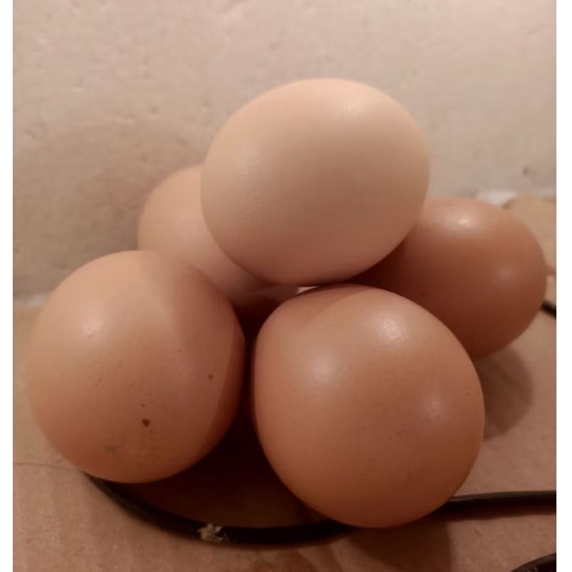 Telur Tetas Fertil Ayam Ras Petelur Lokal