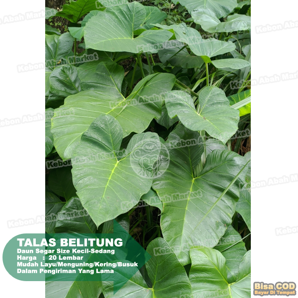 

Daun talas Bogor 20 lembar / fresh murah / bungkus buntil / masakan buntil segar lebar untuk pakan ikan keladi kimpul belitung Xanthosoma sagittifolium (L.) Schott