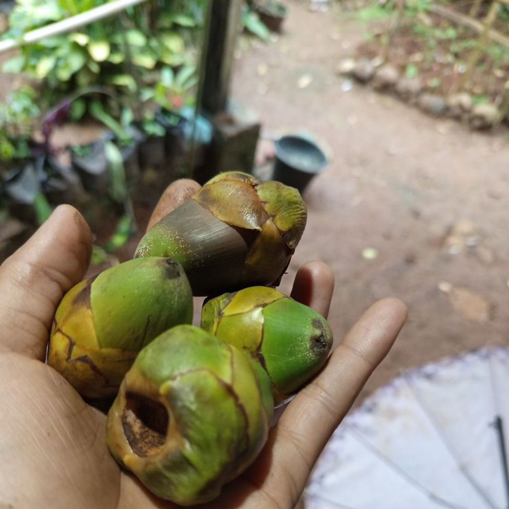 

buah beluluk