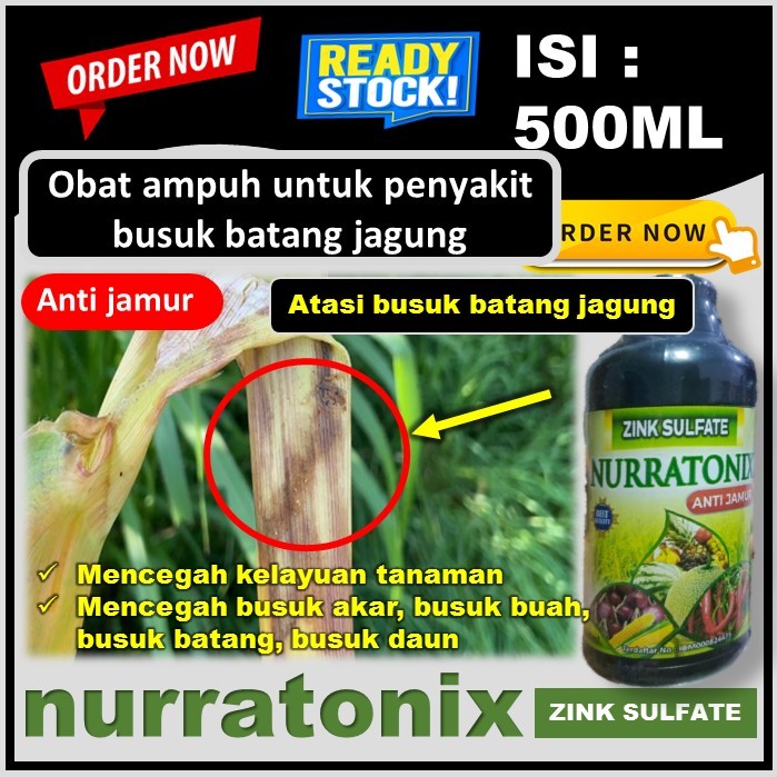 Zink Nurratonix Pupuk Ampuh Cegah Busuk Batang Jagung Obat Untuk Busuk Batang Tanaman jagung ayang b