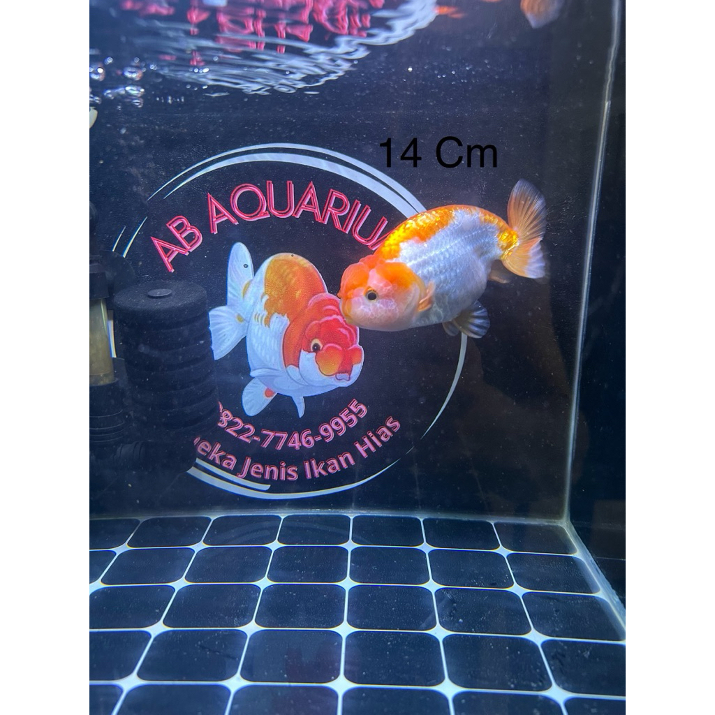 Ikan Koki Ranchu Buffalo RW