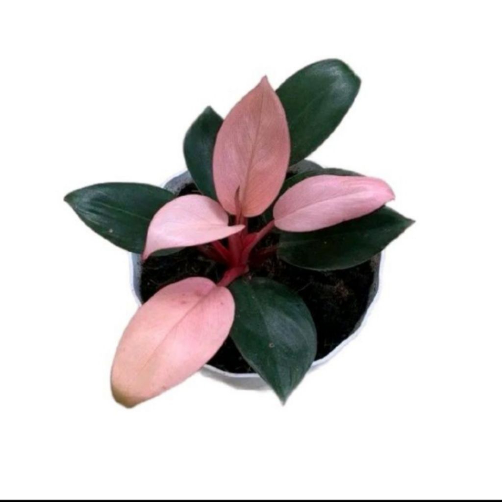 tanaman philo dendron pink Kongo/ tanaman pink kongo