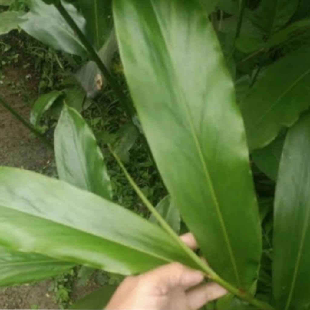 

Daun Walang Segar Bahan Bumbu Masak Isi Per 500 Gram