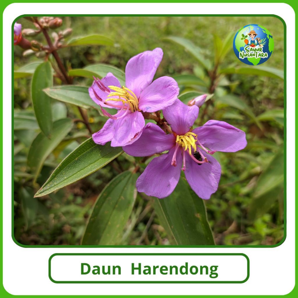 

Daun Harendong Murah [500g] paket Hemat